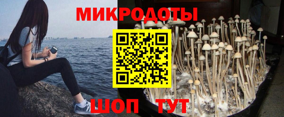 Можга  Псилоцибиновые грибы Psilocybine cubensis  Вход с VPN 